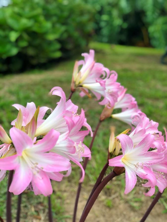 Quinta Da Bela Vista Villa Ponta Delgada Dış mekan fotoğraf