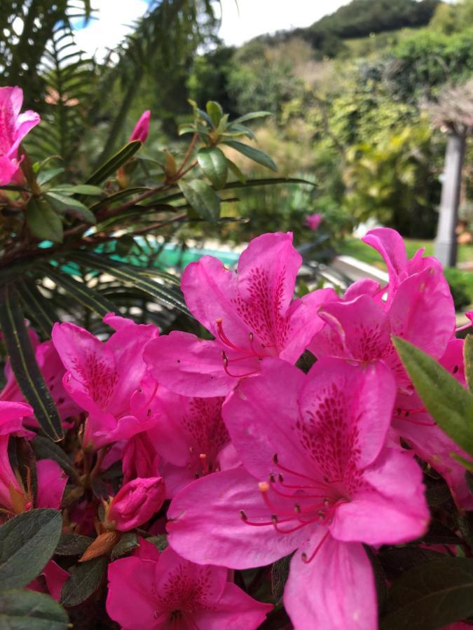 Quinta Da Bela Vista Villa Ponta Delgada Dış mekan fotoğraf